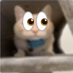 VoidCat